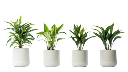 Collection of various houseplants displayed in ceramic pots. Potted exotic house plants on white shelf against white wall. Home garden . Isolated on Transparent background.