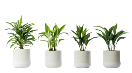 Collection of various houseplants displayed in ceramic pots. Potted exotic house plants on white shelf against white wall. Home garden . Isolated on Transparent background.