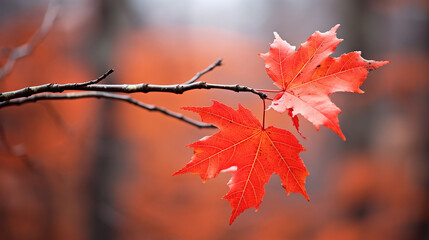 Autumn maple leaf on a tree branch with bokeh background
