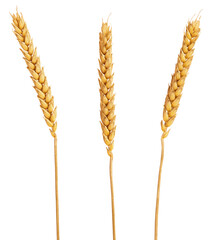 Wheat ears isolated on white or transparent background. Set of three wheat spikes with grains