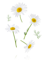 Chamomile flower isolated on white or transparent background. Camomile medicinal plant, herbal medicine. Set of four chamomile flowers with green leaves. - obrazy, fototapety, plakaty