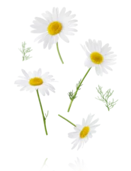 Badezimmer Foto Rückwand Chamomile flower isolated on white or transparent background. Camomile medicinal plant, herbal medicine. Set of four chamomile flowers with green leaves. © Olesia