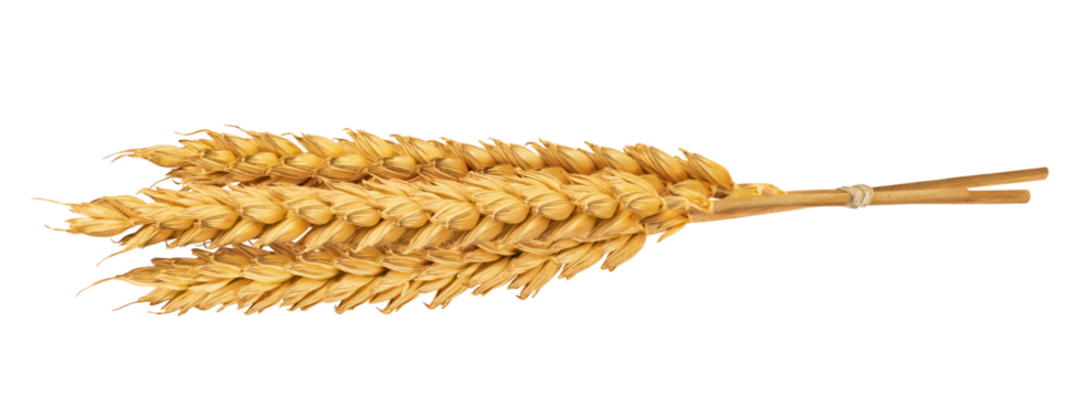 Wheat ears isolated on white or transparent background. Spikes of wheat with grains