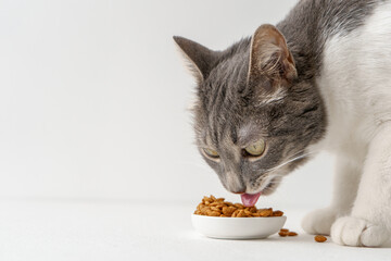 A cat eats dry food from a white bowl on a white background near the copy space