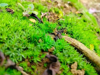 beautiful small plant moss, natural coolness of the mountains
