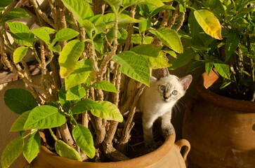 white kitten in a pot