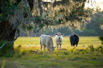 Feeding of cattle on farmland grassland. Milk cows grazing on green farm pasture on warm summer day