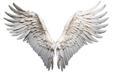 White angel wing on isolated transparent background, PNG file