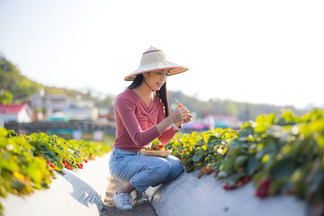 Woman pick strawberry in the field - obrazy, fototapety, plakaty
