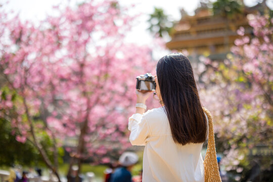 Woman use digital camera to take photo on sakura tree