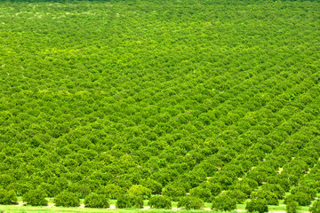 View from above of green farmlands with rows of orange grove trees growing on a sunny day in Florida