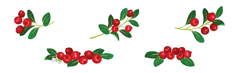 Cranberry Branch with Red Berry Fruit and Green Leaf Stem Vector Set