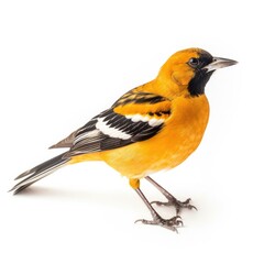 Fototapeta premium Scotts oriole bird isolated on white background.