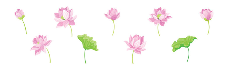 Beautiful Pink Waterlily or Lotus Flower with Green Pad Leaf Vector Set