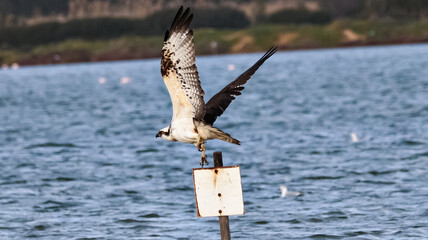 Falco Pescatore