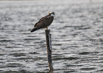 Falco Pescatore