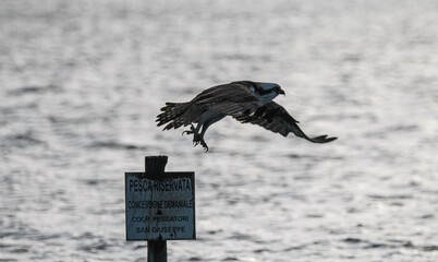 Falco pescatore