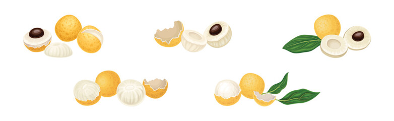 Longan Tropical Fruit with Round Berry and Leaf Vector Set