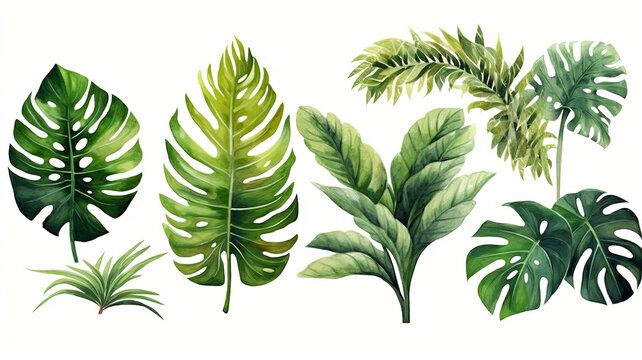 set of Exotic plants, palm leaves, monstera, watercolor vector illustration