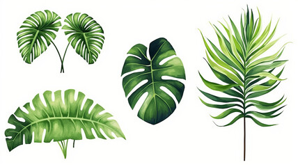 Fototapeta na wymiar set of Exotic plants, palm leaves, monstera, watercolor vector illustration