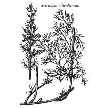 artemisia abrotanum, sagebrush, monochrome flower, medicinal plant, medicinal herbs, black and white design, poplar leaf, poplar branch, black and white poplar design, tatoo flower