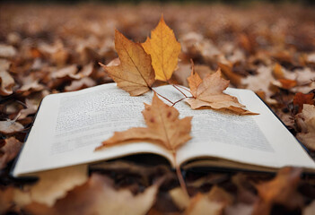 Naklejka na ściany i meble Autumn's Tranquil Reading: Ginkgo Biloba Leaves, Books, and Chilly Season