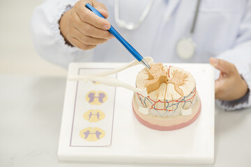 Orthopedic surgeon showing anatomy model human spinal cord on white background.Neurosurgeon using...
