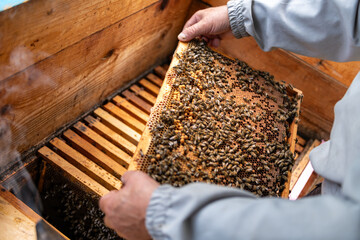 Bee farm, bee keeper at work