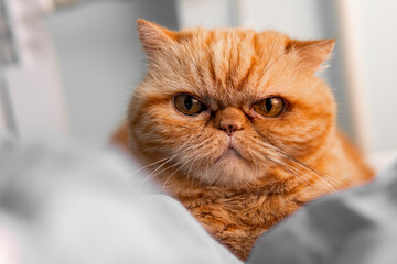 Exotic Shorthair cat close-up portrait. Flat muzzle of a sad exotic cat with gold eyes. Flat-faced cat breeds. Selective focus. Look at the camera