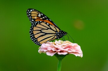 Monarch Butterfly