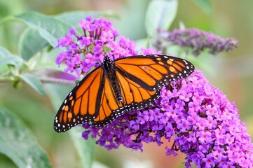 Monarch Butterfly