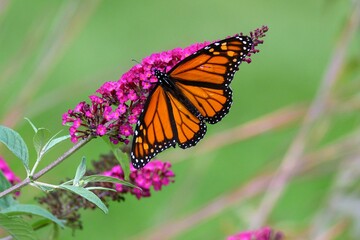 Monarch Butterfly