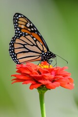 Monarch Butterfly