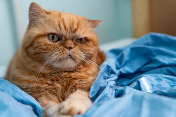 Red Exotic cat with with grumpy face. Beautiful cat. Animal and pet concept. Lying on the bed. Big eyes, unhappy look, emotions