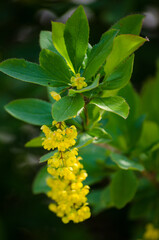 Obraz premium Barberry