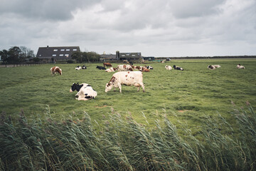 Kühe in Holland