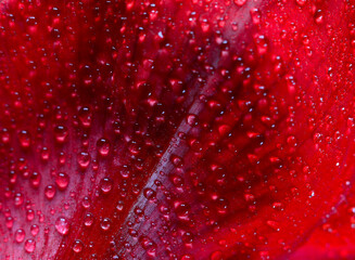 Red amaryllis with rain drops.