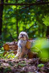 shih tzu dog stands near a sawn tree in a park in summer