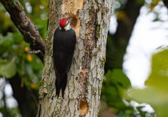 Pileated Woodpecker chipping away at tree in morning light, Fishers, IN, summer.