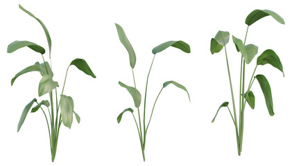 Fototapeta premium Set of Strelitzia nicolai illustrations, known as the wild banana or giant white bird of paradise, 3D rendering with transparent background