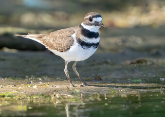 Killdeer scrounging in the mud along creek bed for food. Fishers, Indiana, Summer.