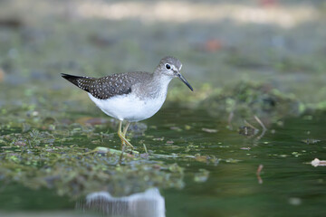 Sandpiper scrounging in shallow water for food, Fishers, Indiana, Summer.