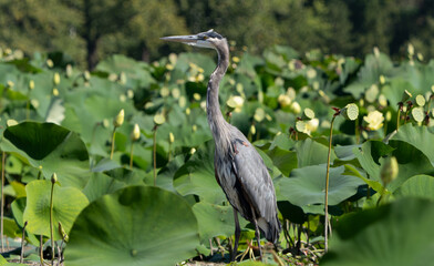 Great Blue Heron hiding in lily's stalking prey, Fishers, IN, Summer 2023.  
