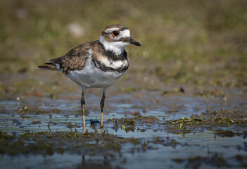 Killdeer scrounging in the mud along creek bed for food. Fishers, Indiana, Summer.