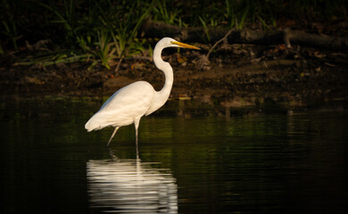 Naklejka premium Great Egret stalking fish in a creek during morning hours, Fishers, Indiana, Summer. 