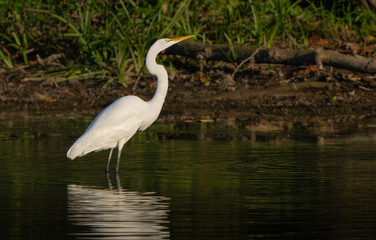 Great Egret stalking fish in a creek during morning hours, Fishers, Indiana, Summer. 