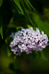 Lilac bush