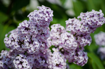 Obraz premium Lilac bush