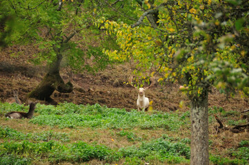 White fallow deer in the autumn forest