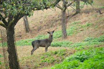Black fallow deer in the orchard